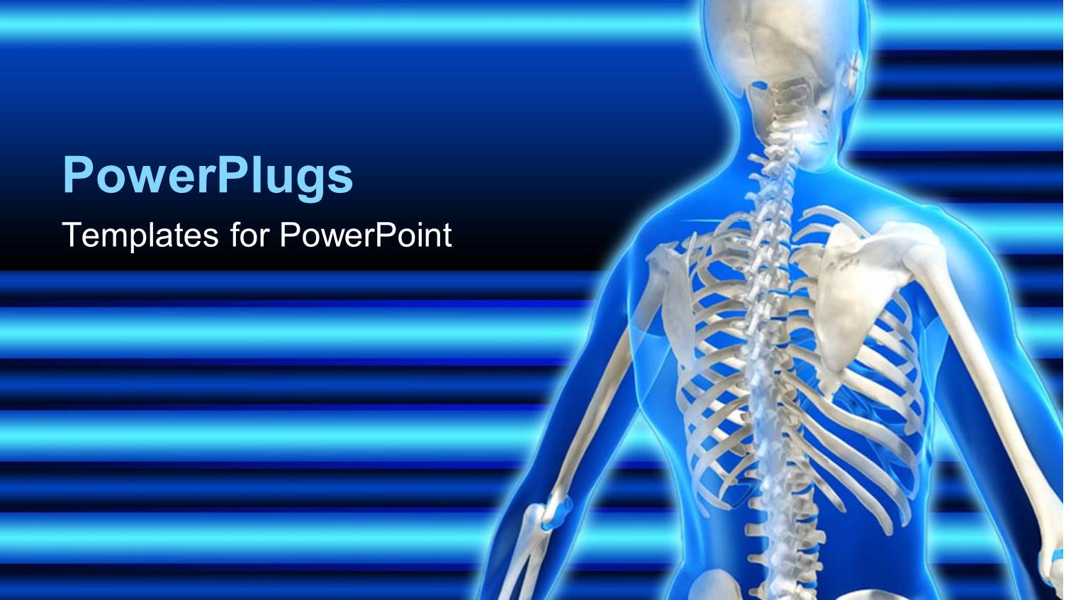 Anatomy of the Human Skeletal System on a Blue Background