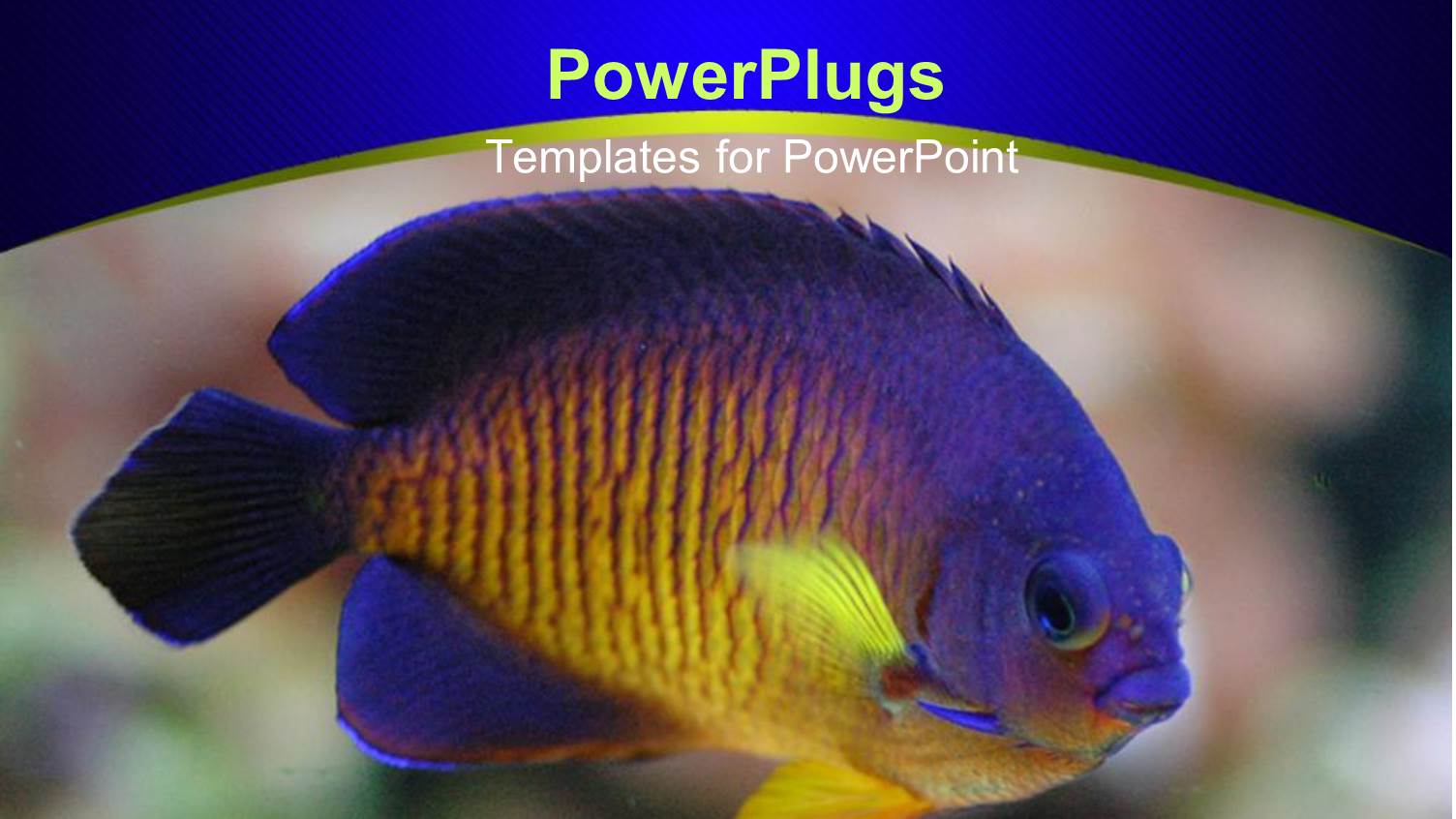 Angel Fish in Display Over Colorful Background and Blue Frame