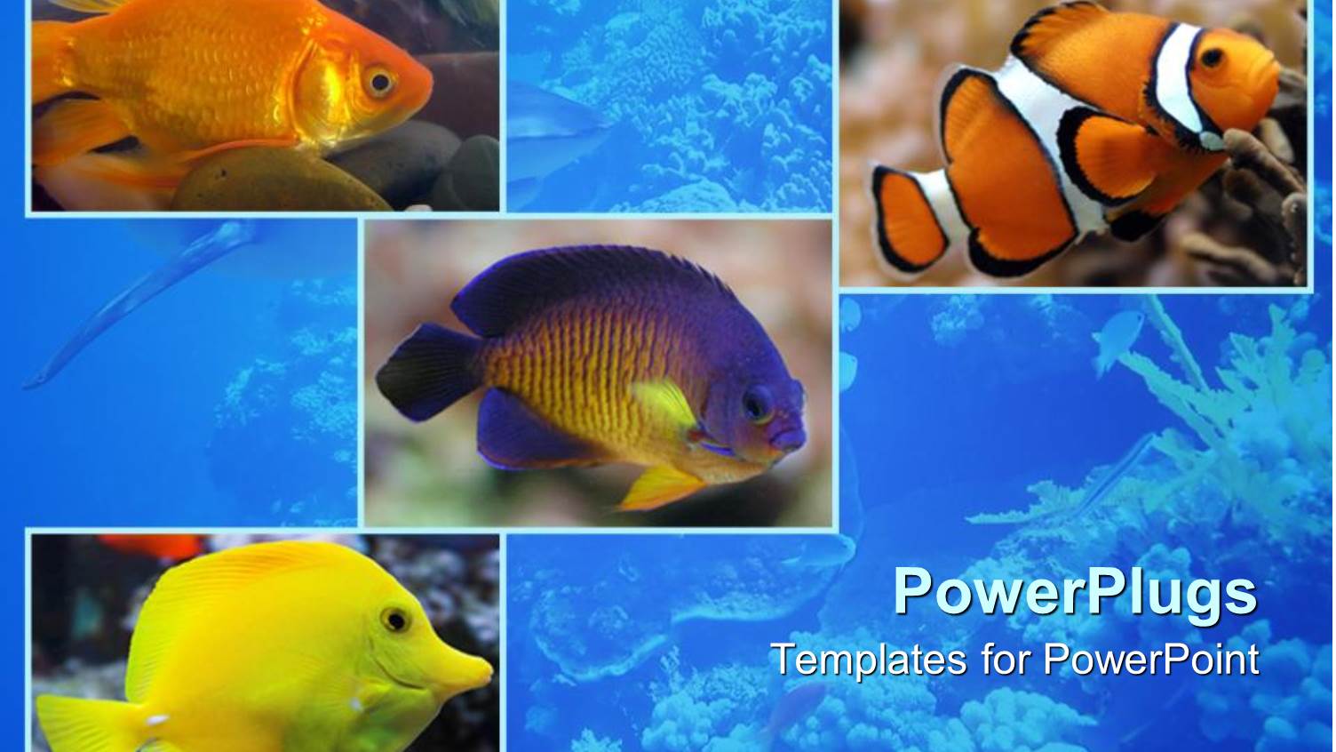 Aquatic Theme with Four Depictions of Fishes in the Sea Water