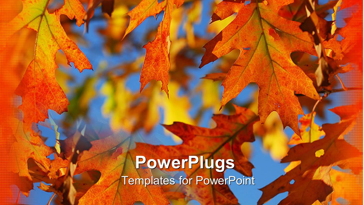 Autumn Fall Leaves on Branches with Blue Sky and Orange Border