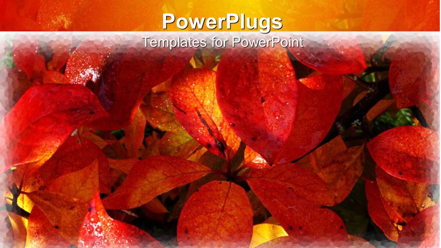 Autumn Leaves Covered with Dew with White Shades as Frame