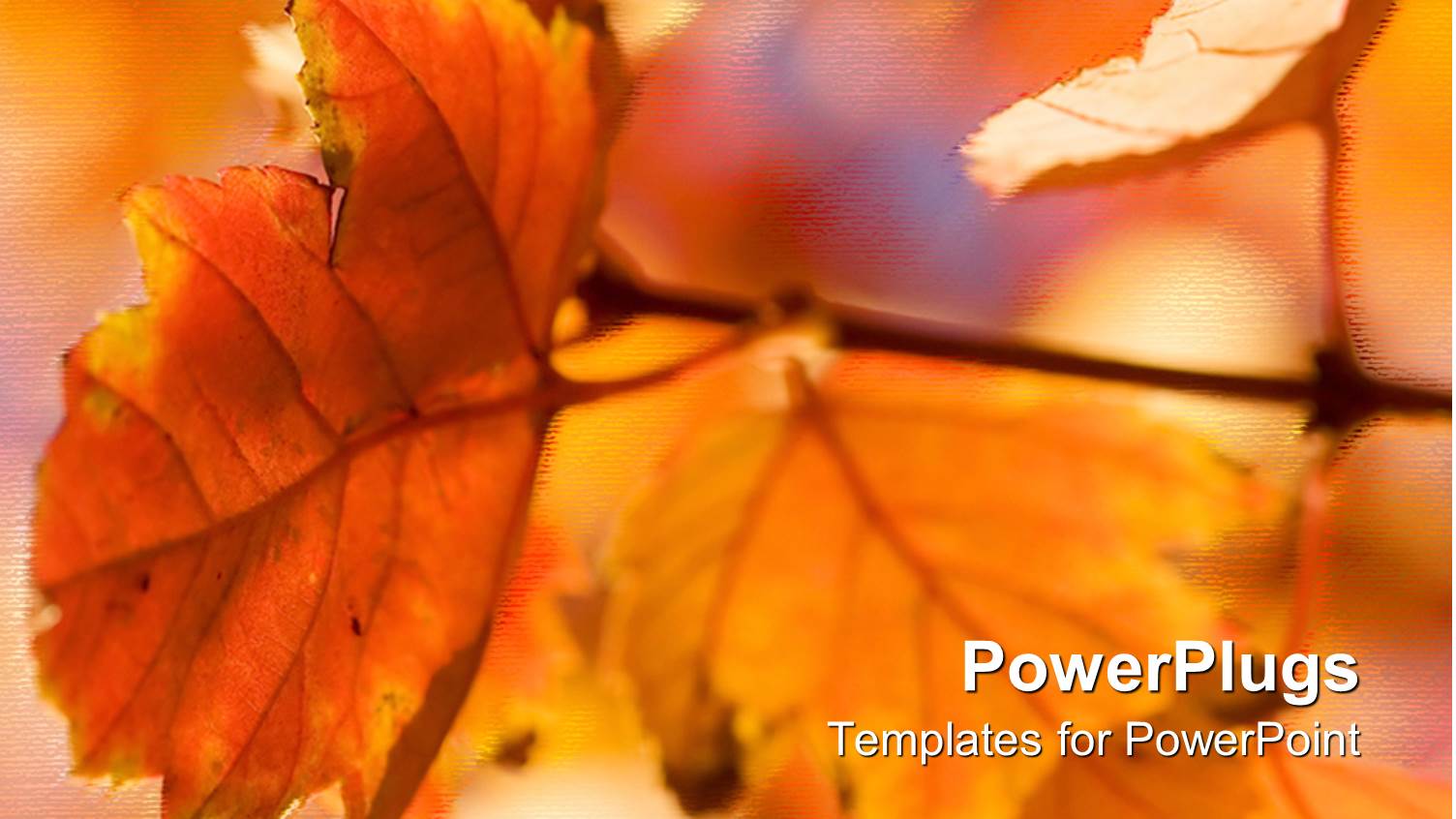 Autumn Season with Red and Orange Leaves Glowing in Sunlight