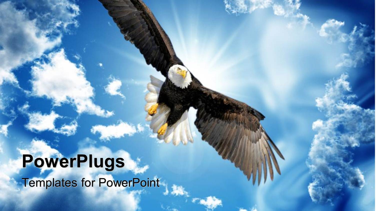 Back Lit Bald Eagle in Flight