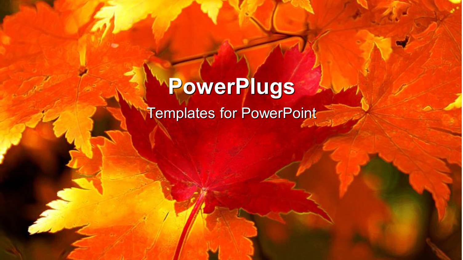 Background Consisting on Autumn Maple Leaves, Yellow, Orange and Red Maple Leaves