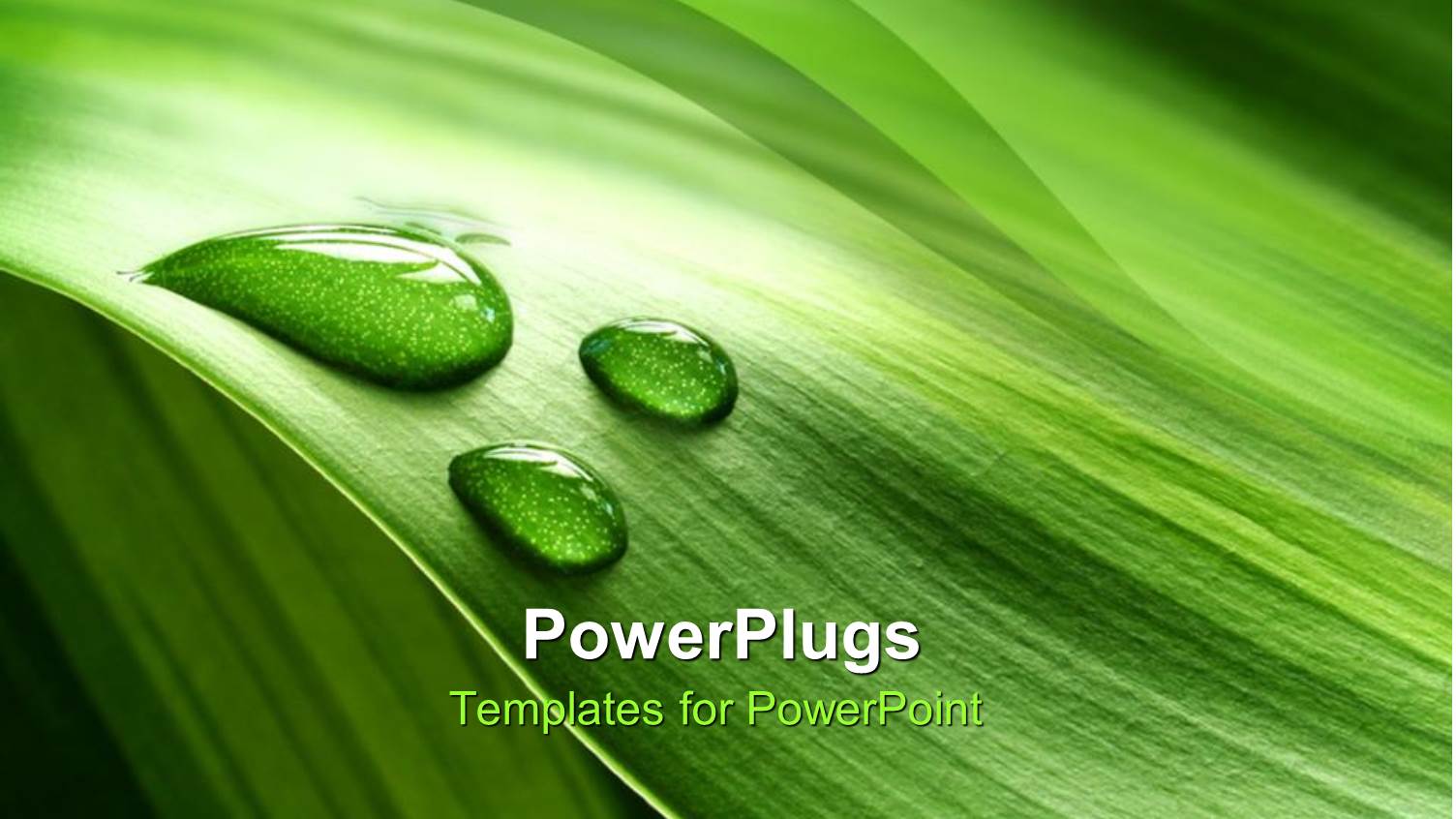 a Background of Green Plant Leaf with Water Drops