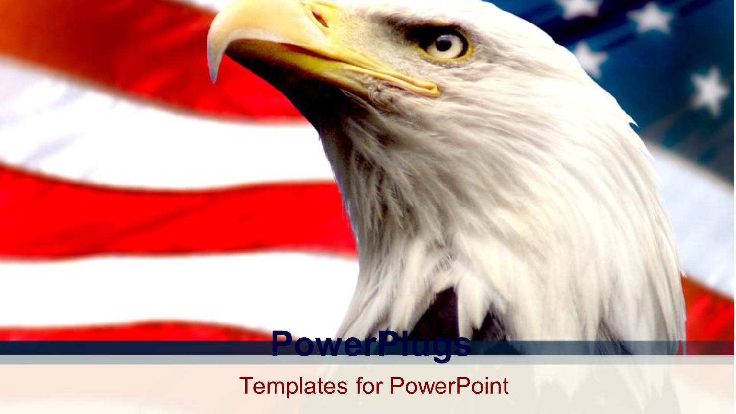 Bald Eagle with American Flag White Background