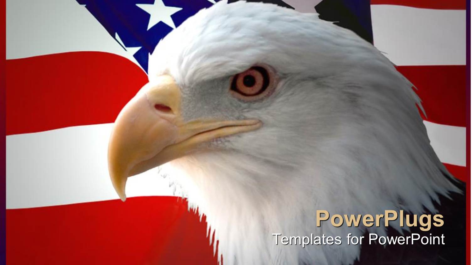 Bald Eagle in Front of an American Flag Background