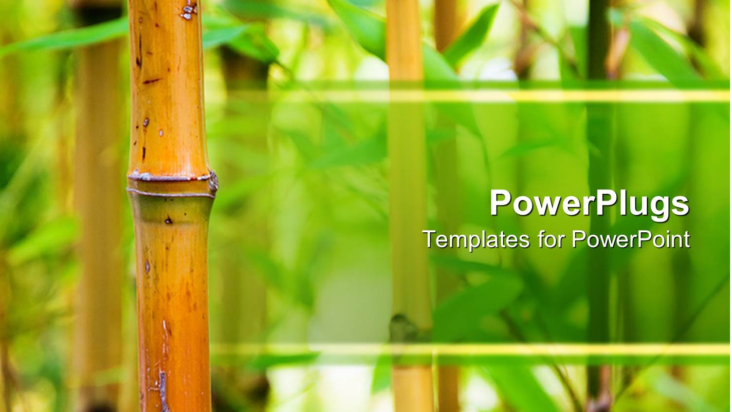 Bamboo Canes with Green Leaves in a Nature Background