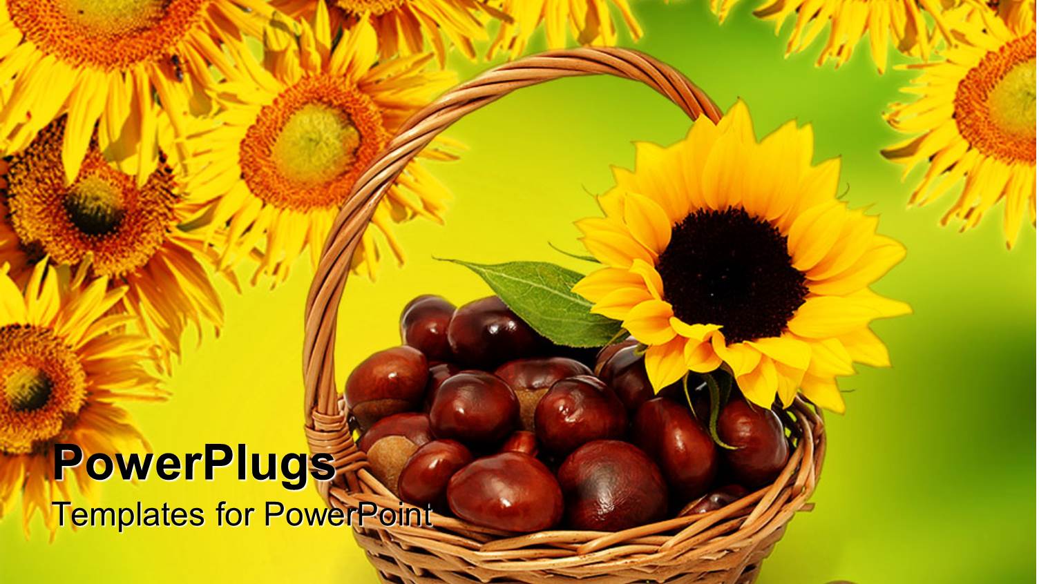 a Basket Full of Chestnuts with Sunflowers in the Background