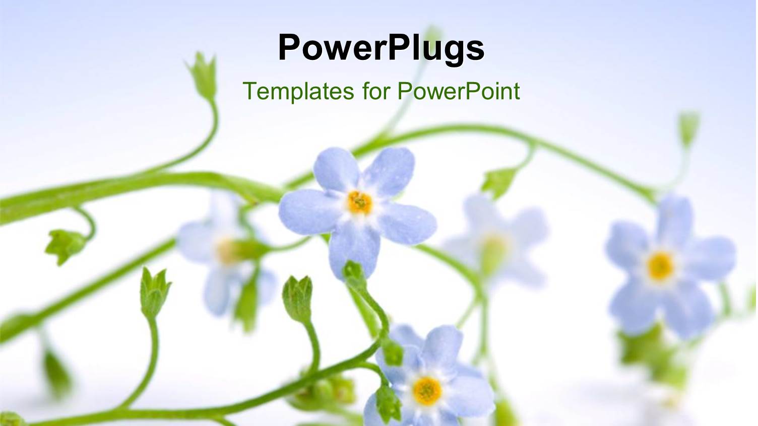 Beautiful Blue Flower Laying on White Background 