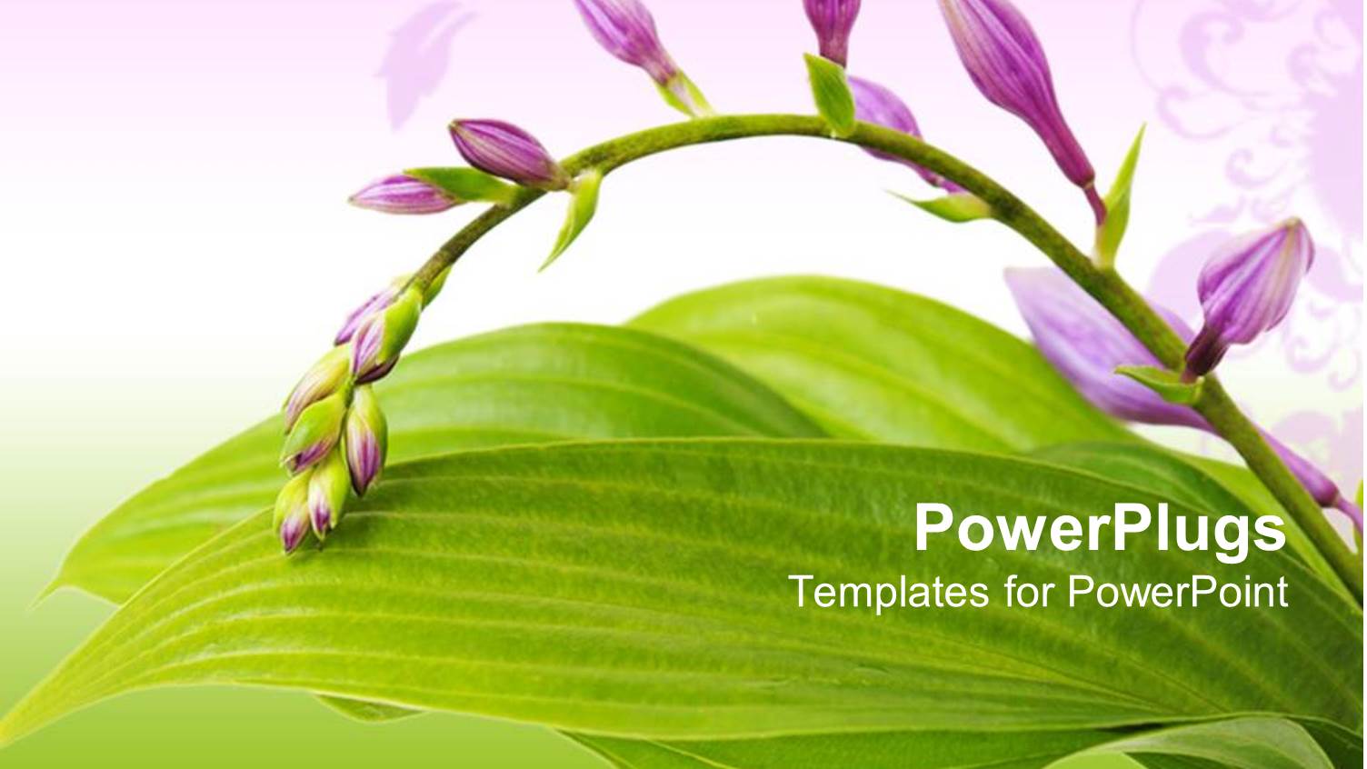 a Beautiful Branch of Hosta Flowers with Leaves in the Background