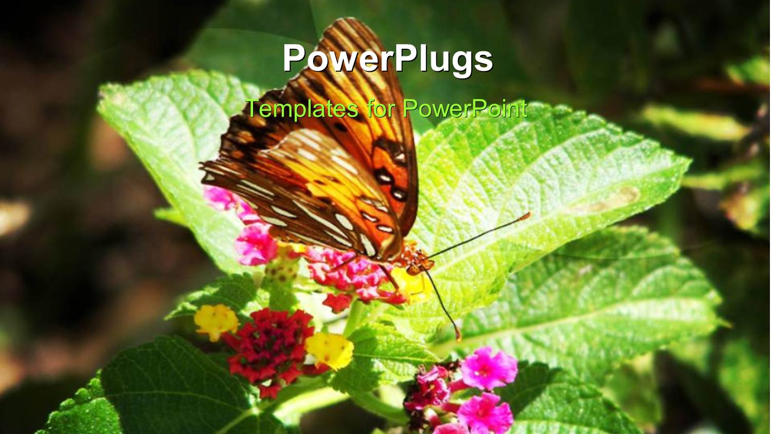 Beautiful Butterfly Perch on Nectar of Flower with Grunge Background
