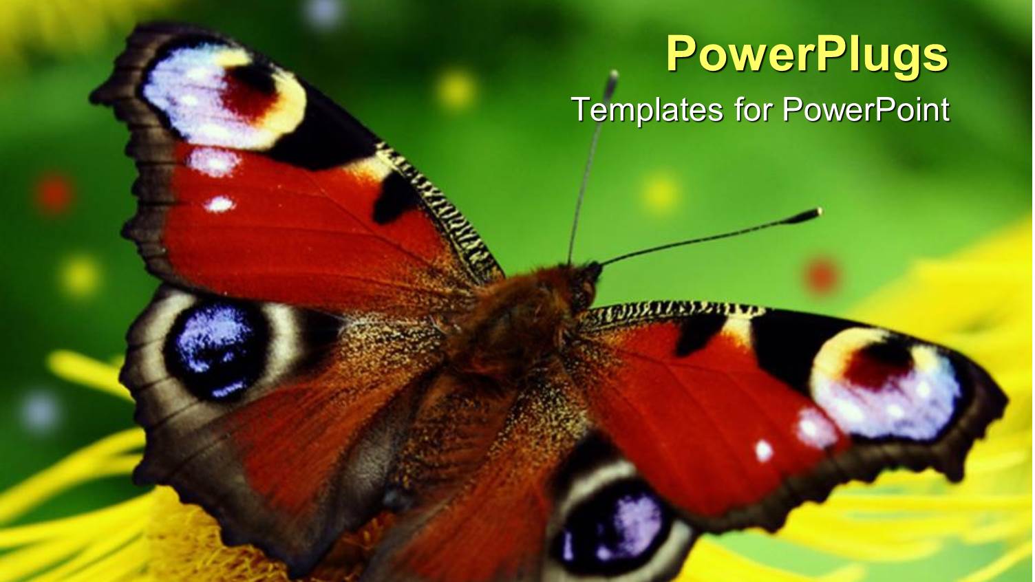 Beautiful Butterfly Perches on Flower in Garden to Suck Nectar