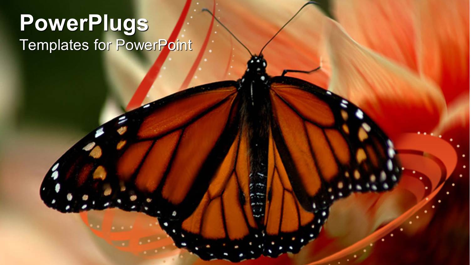 Beautiful Butterfly Perches on Flower to Suck Nectar