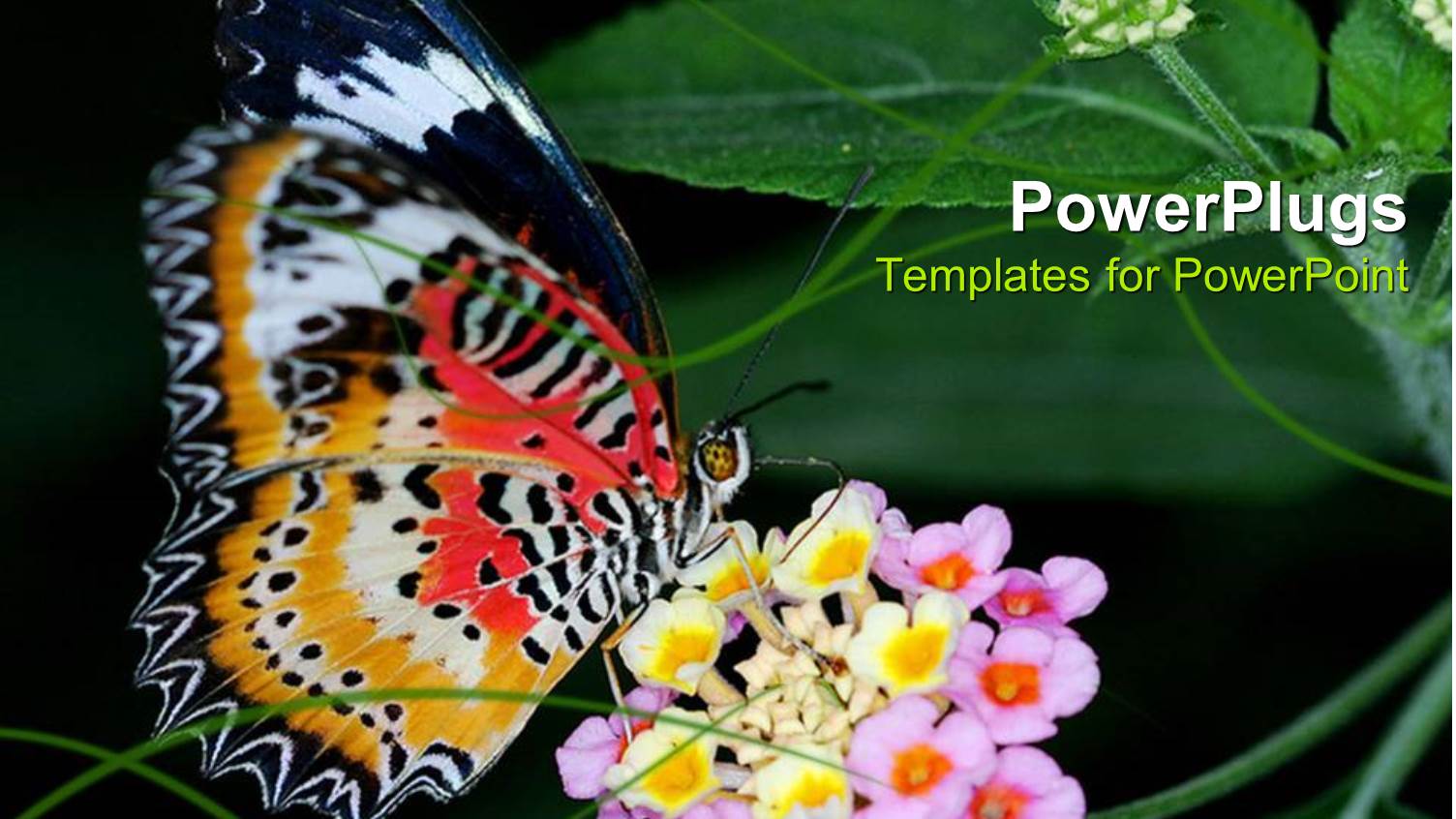 Beautiful Butterfly Sucking Nectar from Flower