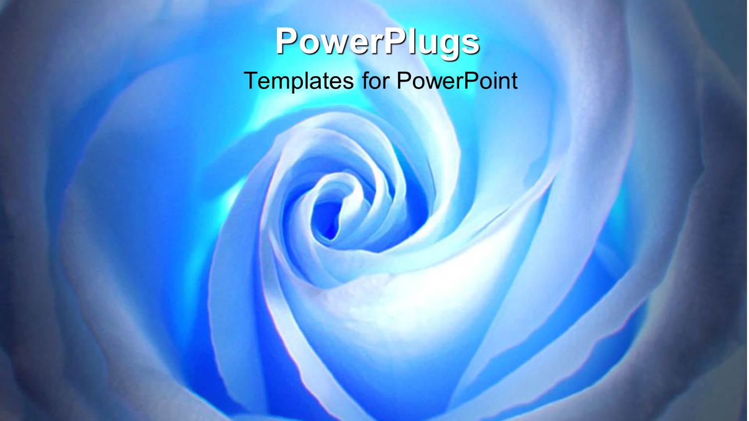 Beautiful Close Up of White Glossy Blue Rose Petals