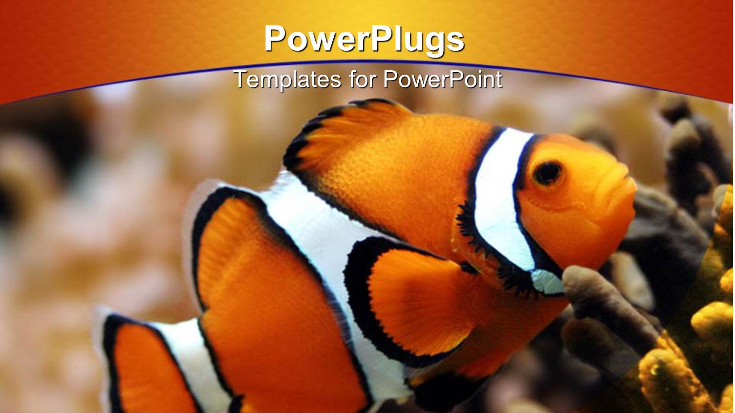 Beautiful Clown Fish Swimming in Sea Bed