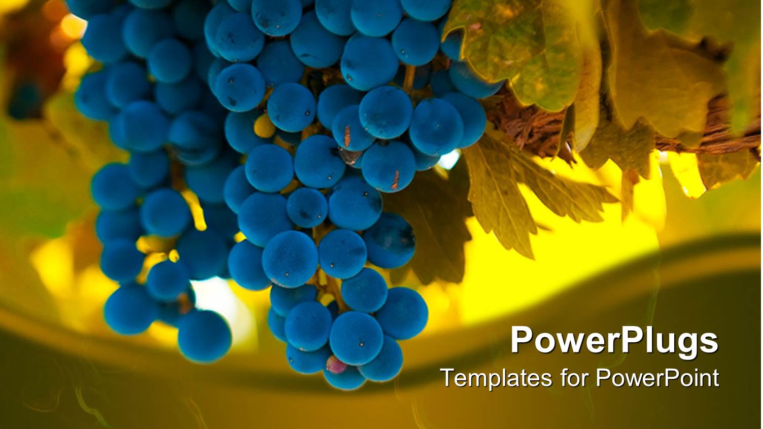 a Beautiful Depiction of Blue Grapes with Yellowish Trees in the Background