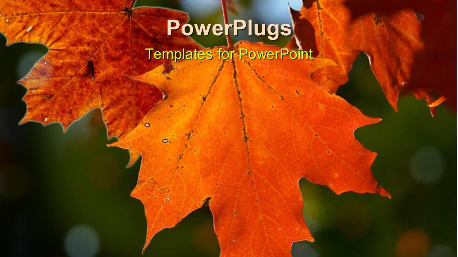 a Beautiful Depiction  of a Number of Leaves with Blurred Background