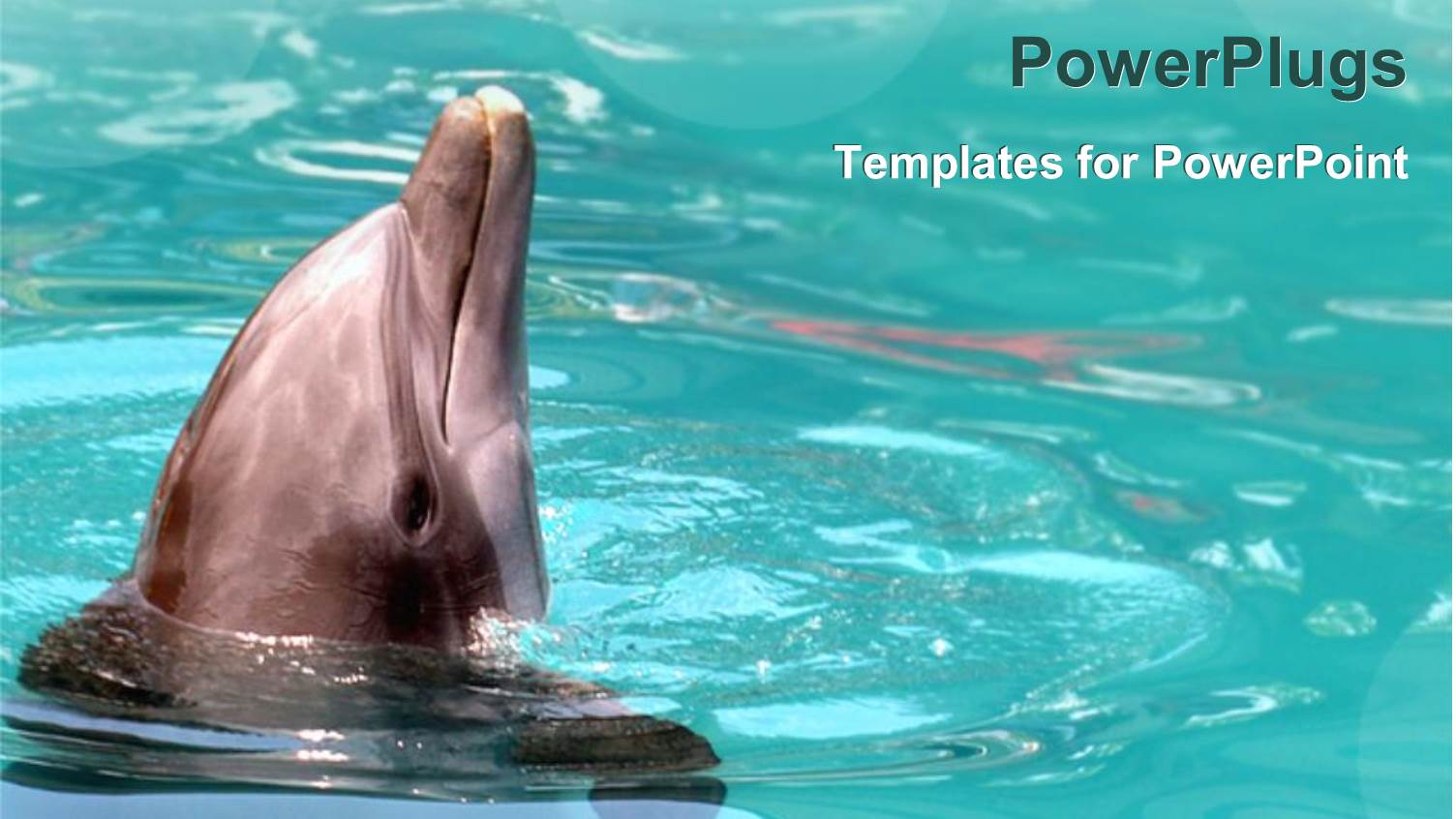 Beautiful Dolphin Playing in a Calm Light Green Pool