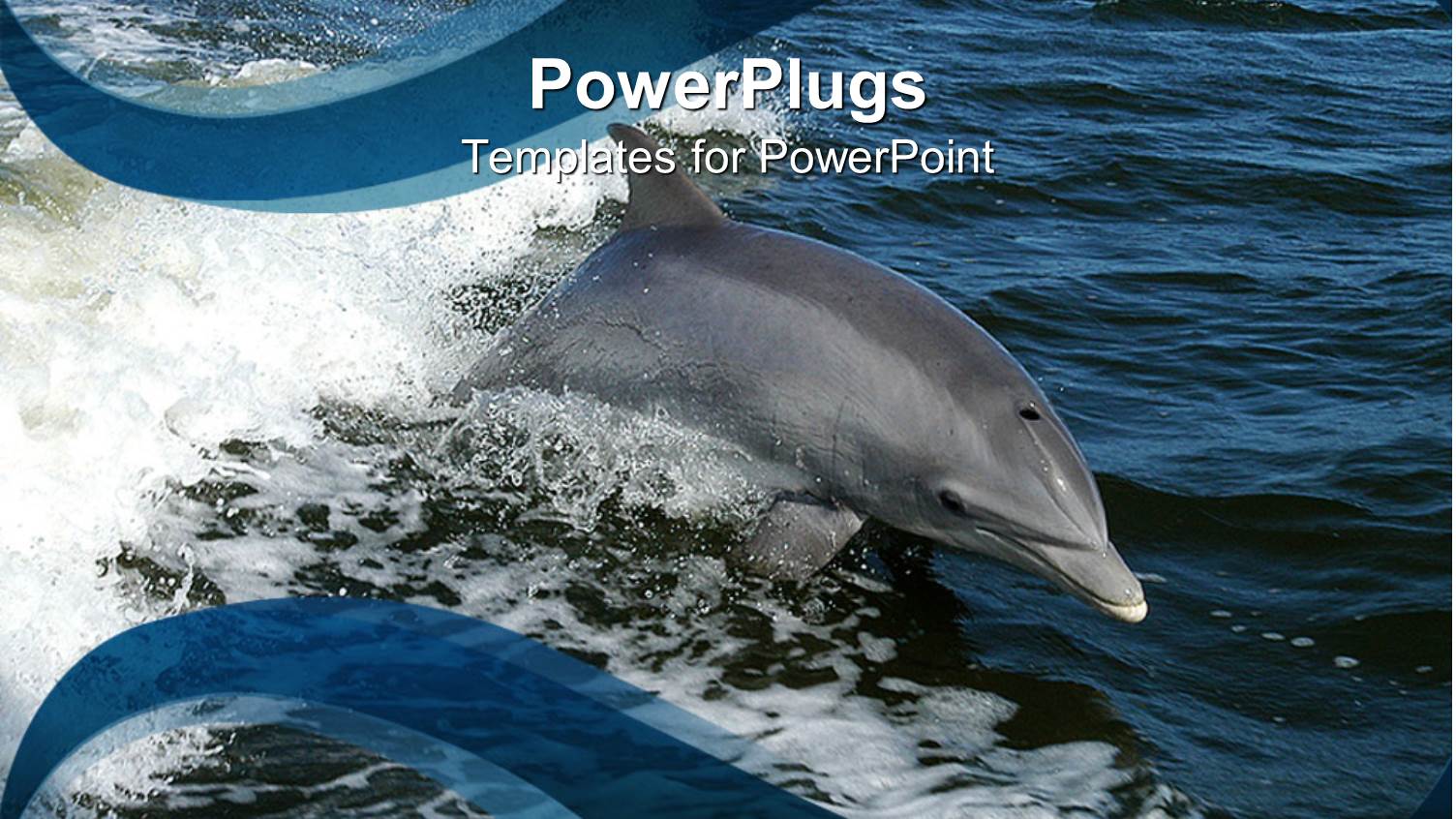 Beautiful Dolphin Swimming in Calm Blue Oceans