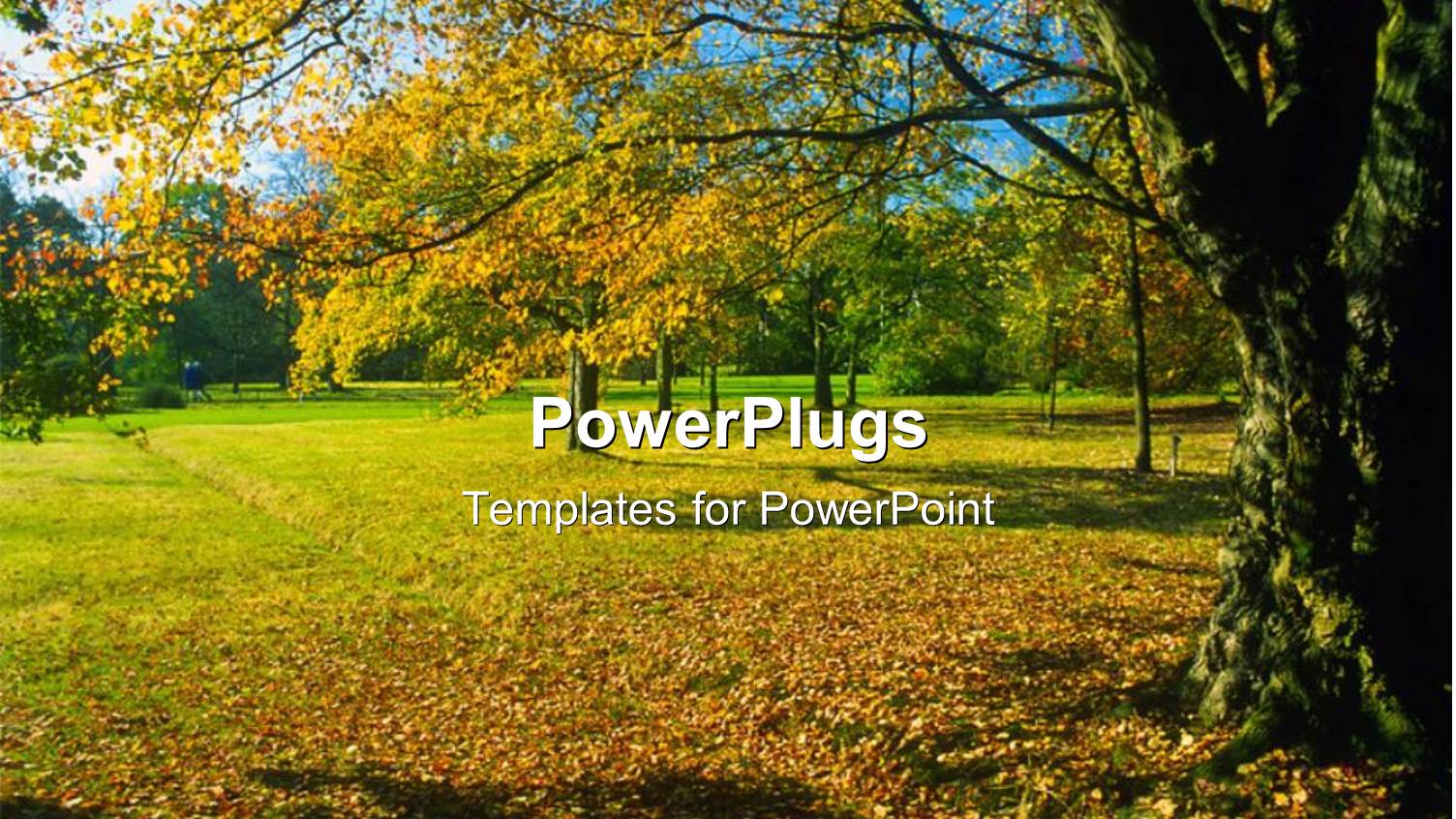 Beautiful Field in Autumn with Colorful Leaves on Sunny Day