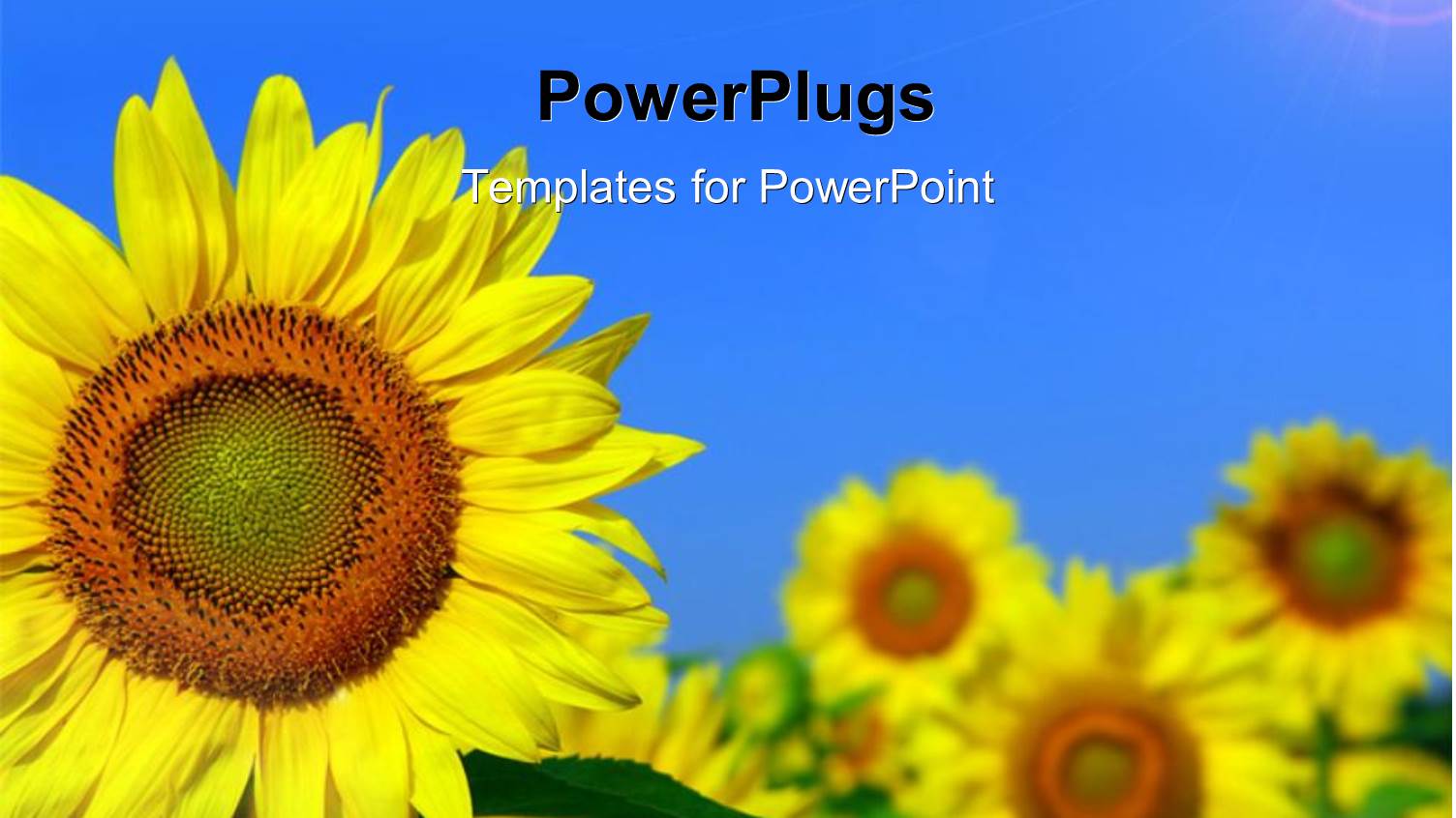 Beautiful Field of Sunflower with Light Glow in Blue Sky