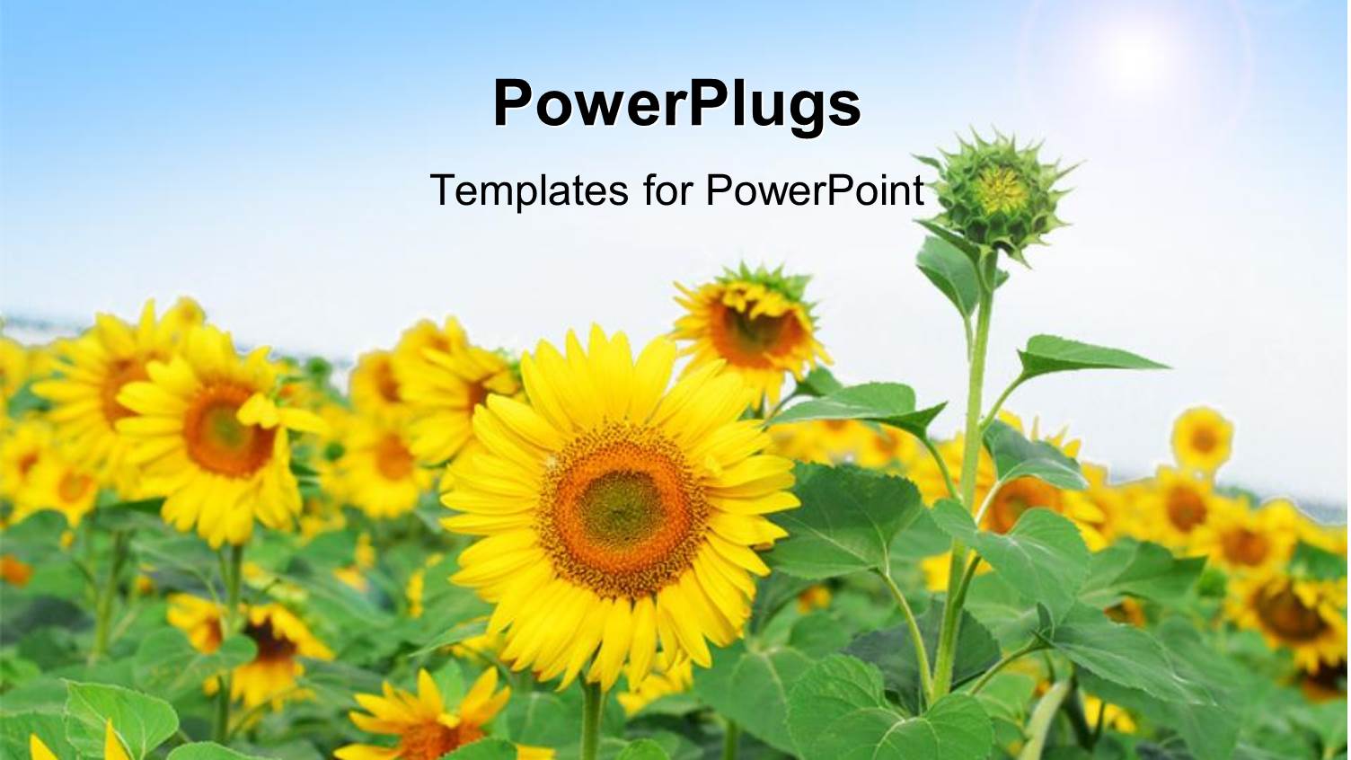 Beautiful Field of Sunflower with Sunshine Over Field