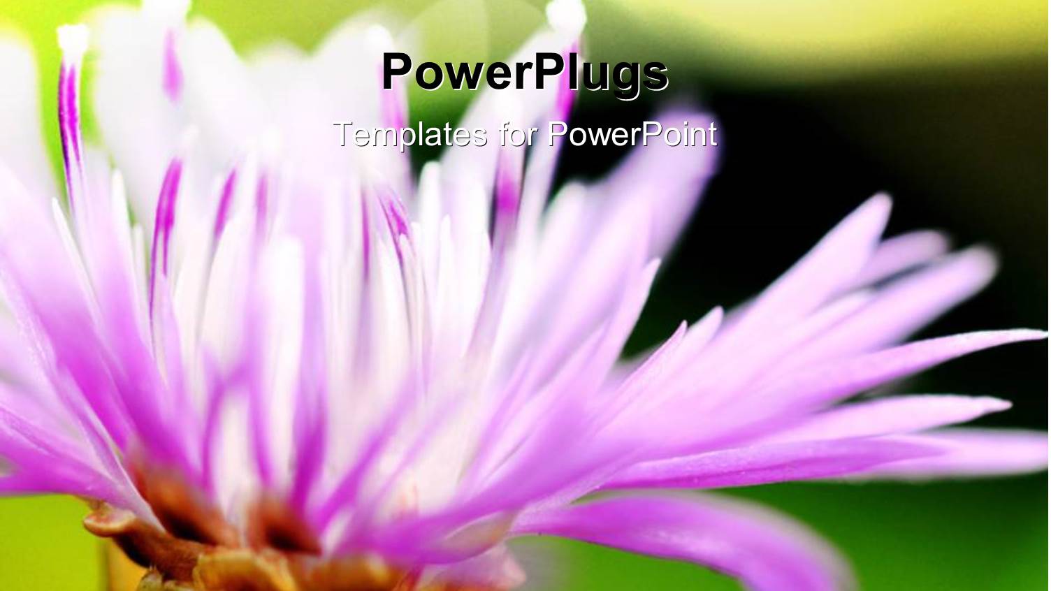 Beautiful Floral Theme with Green Color