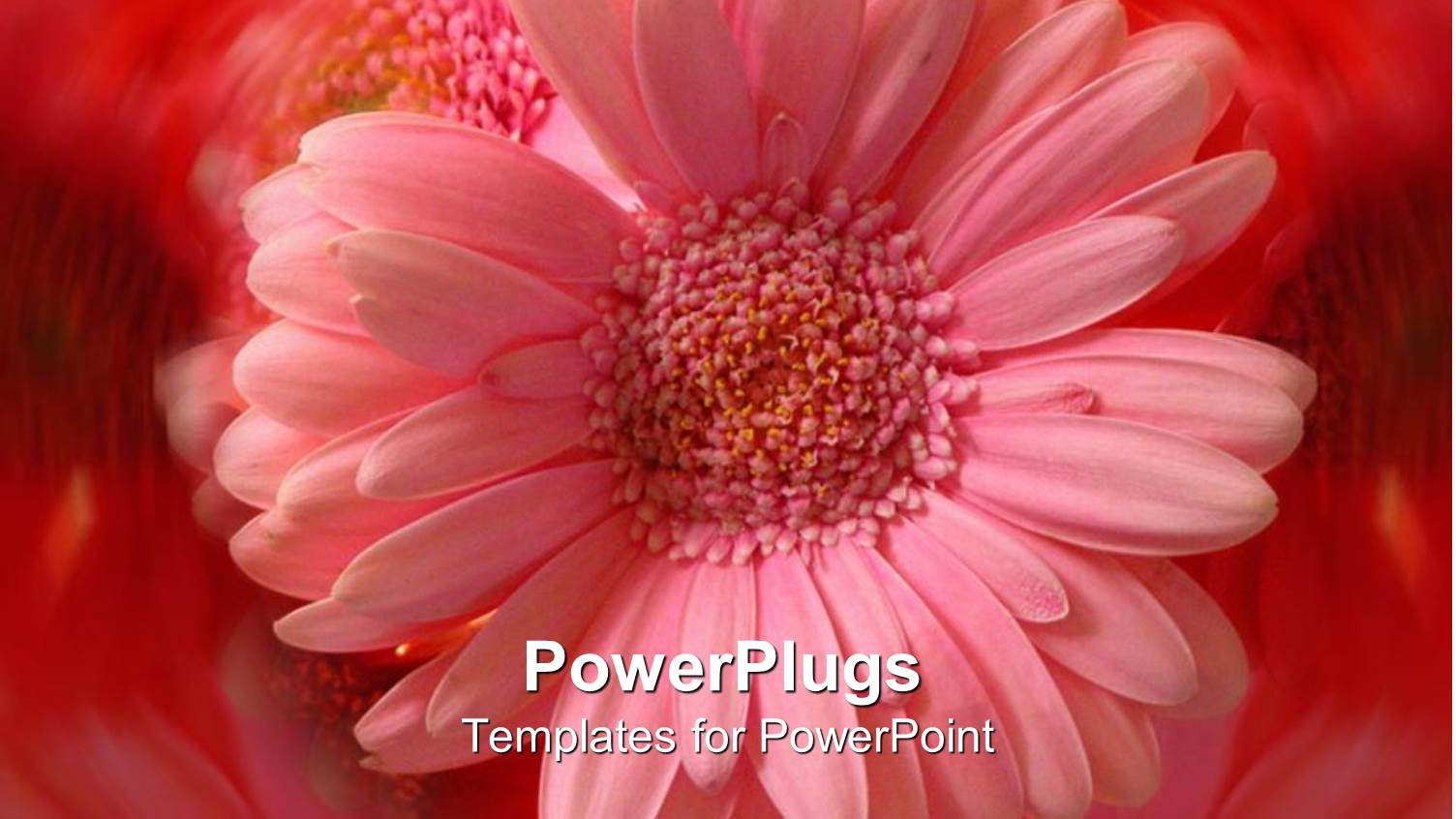 a Beautiful Flower with Amazing Reflection in the Background