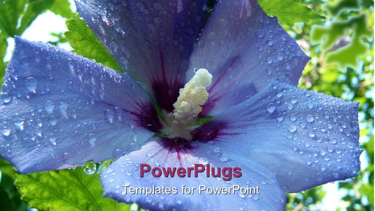 a Beautiful Flower with Greenery in the Background