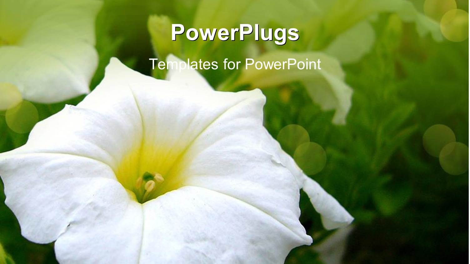 a Beautiful Flower with its Reflection in the Background