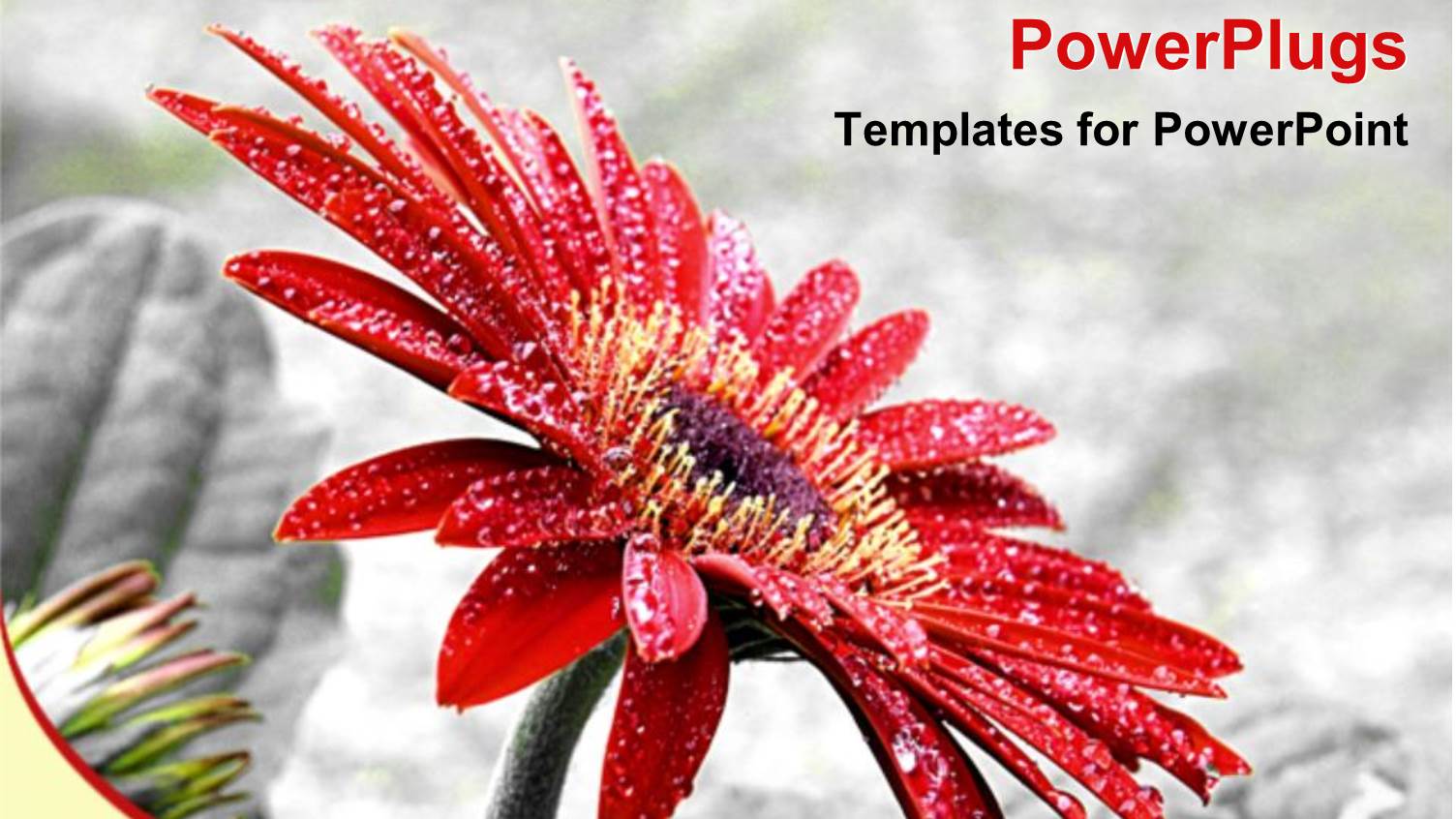 a Beautiful Flower with Rocks in the Background