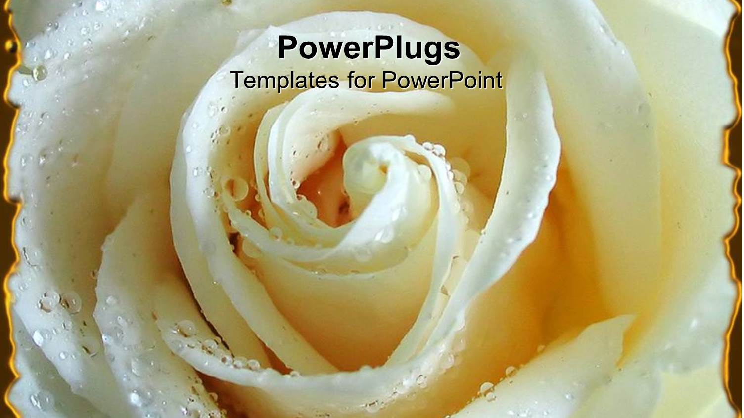 a Beautiful Fresh White Rose with Corners Being Highlighted by Silver Lining