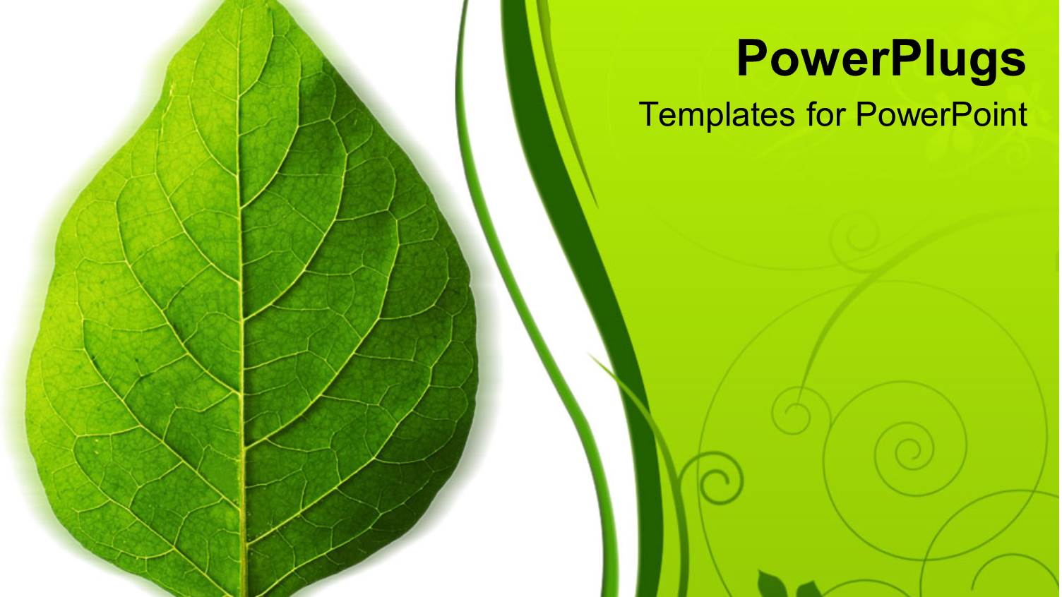 a Beautiful Green Leaf and the Place for Text on the other Side