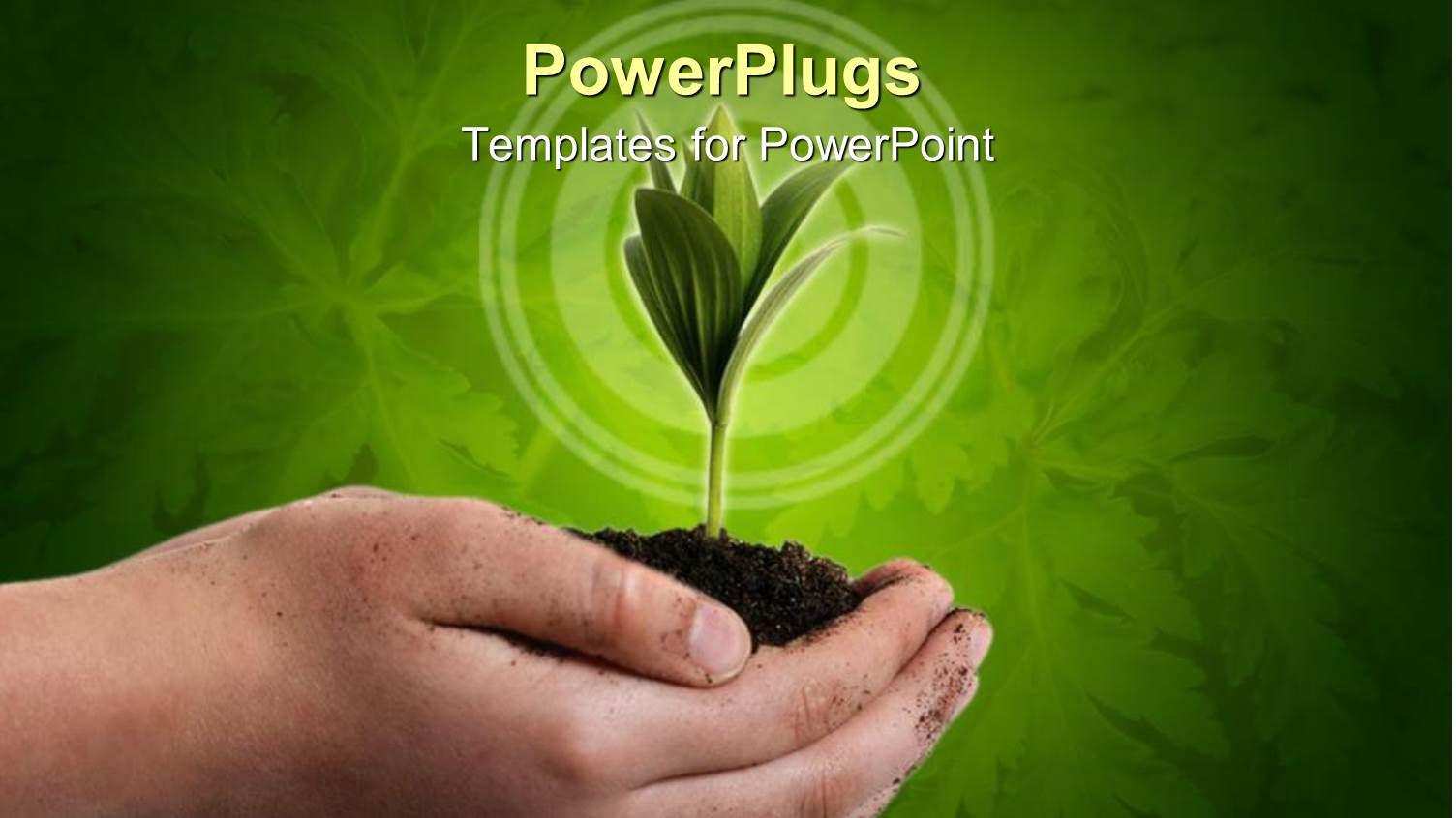 a Beautiful Green Plant in a Palm with Green Background