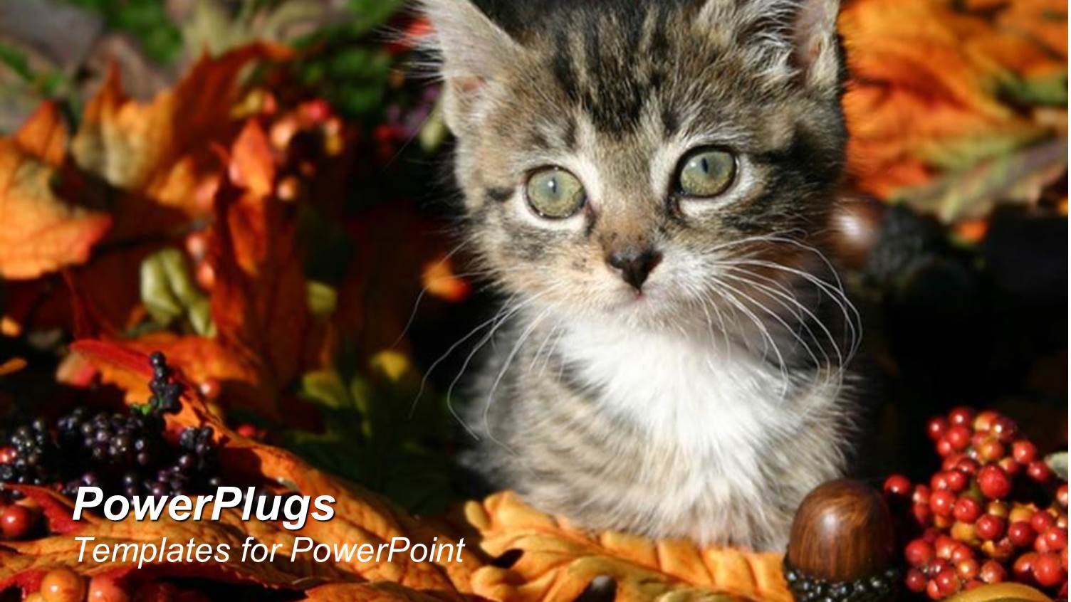 a Beautiful Kitten and a Number of Fruits