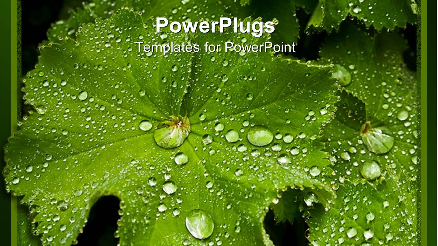 a Beautiful Leaf with a Number of Dew Drops