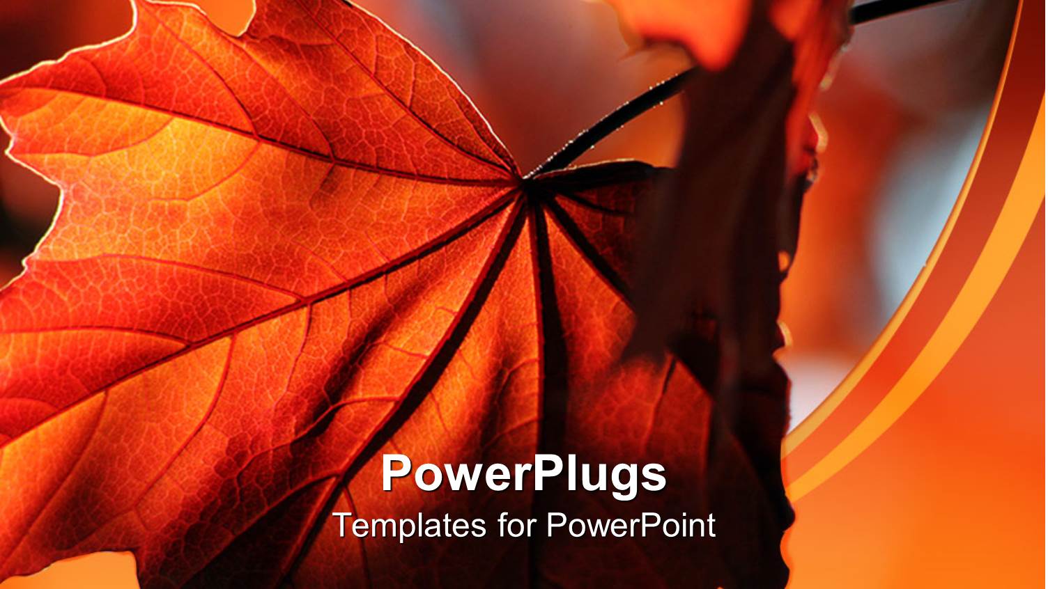 a Beautiful Leaf with its Reflection in the Background