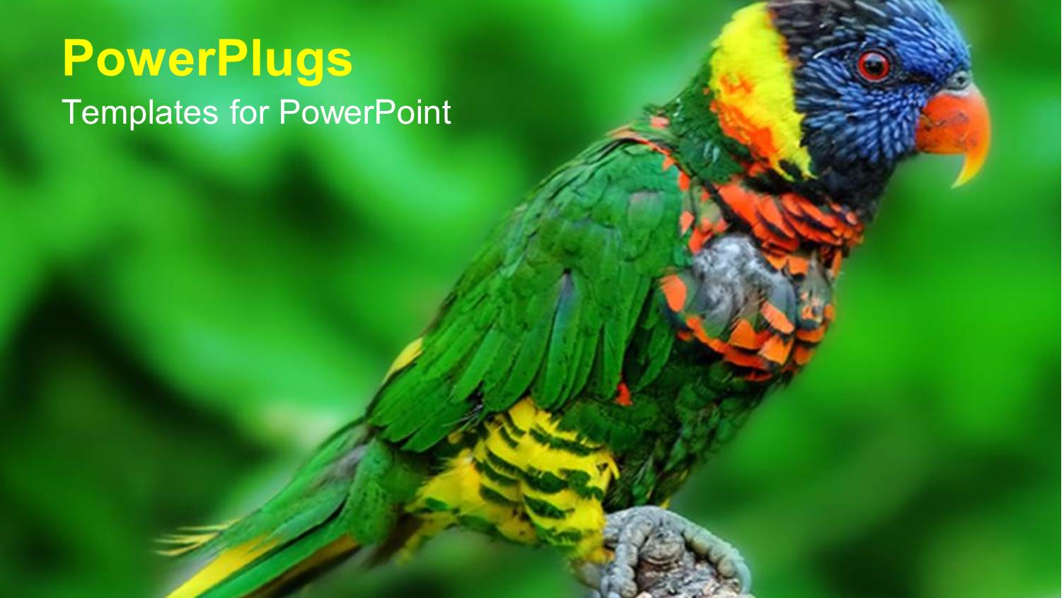 a Beautiful Lori Wit Greenery in the Background