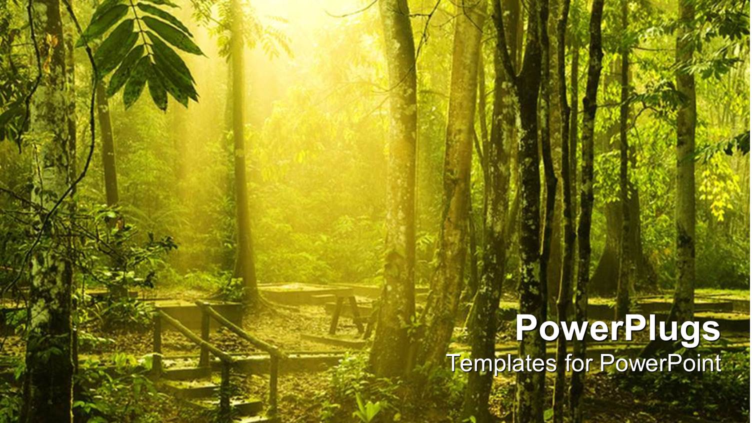 Beautiful Morning Sunlight Shine into Green Forest