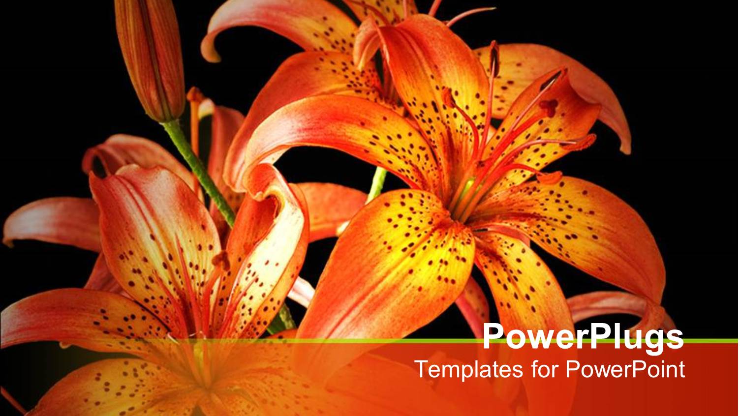Beautiful Orange Lily on Black Background
