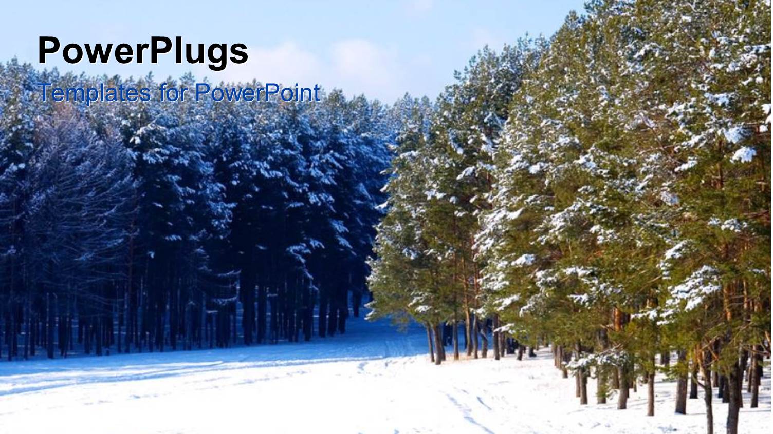 Beautiful Pine Forest Covered with Snow in Winter 