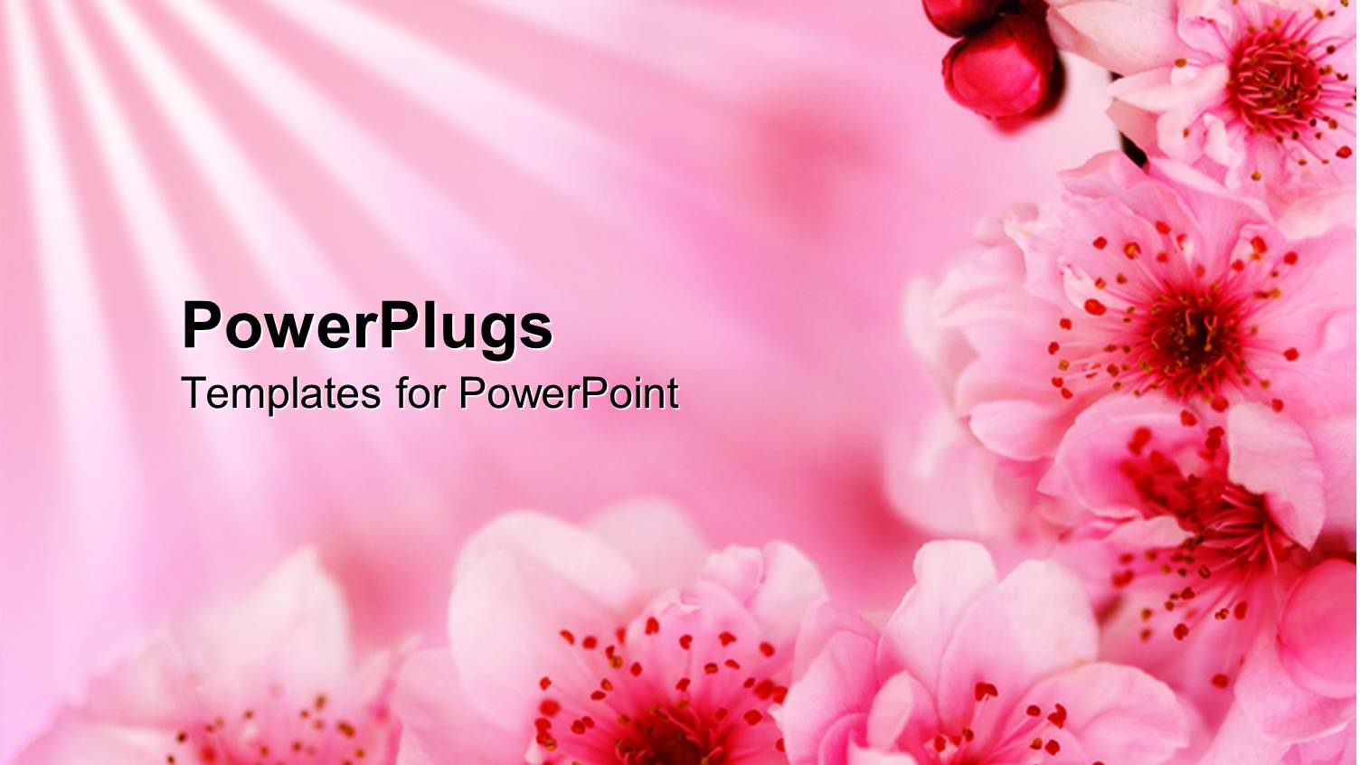 Beautiful Pink Blossoming Cherry Flowers on Light Pink Background.