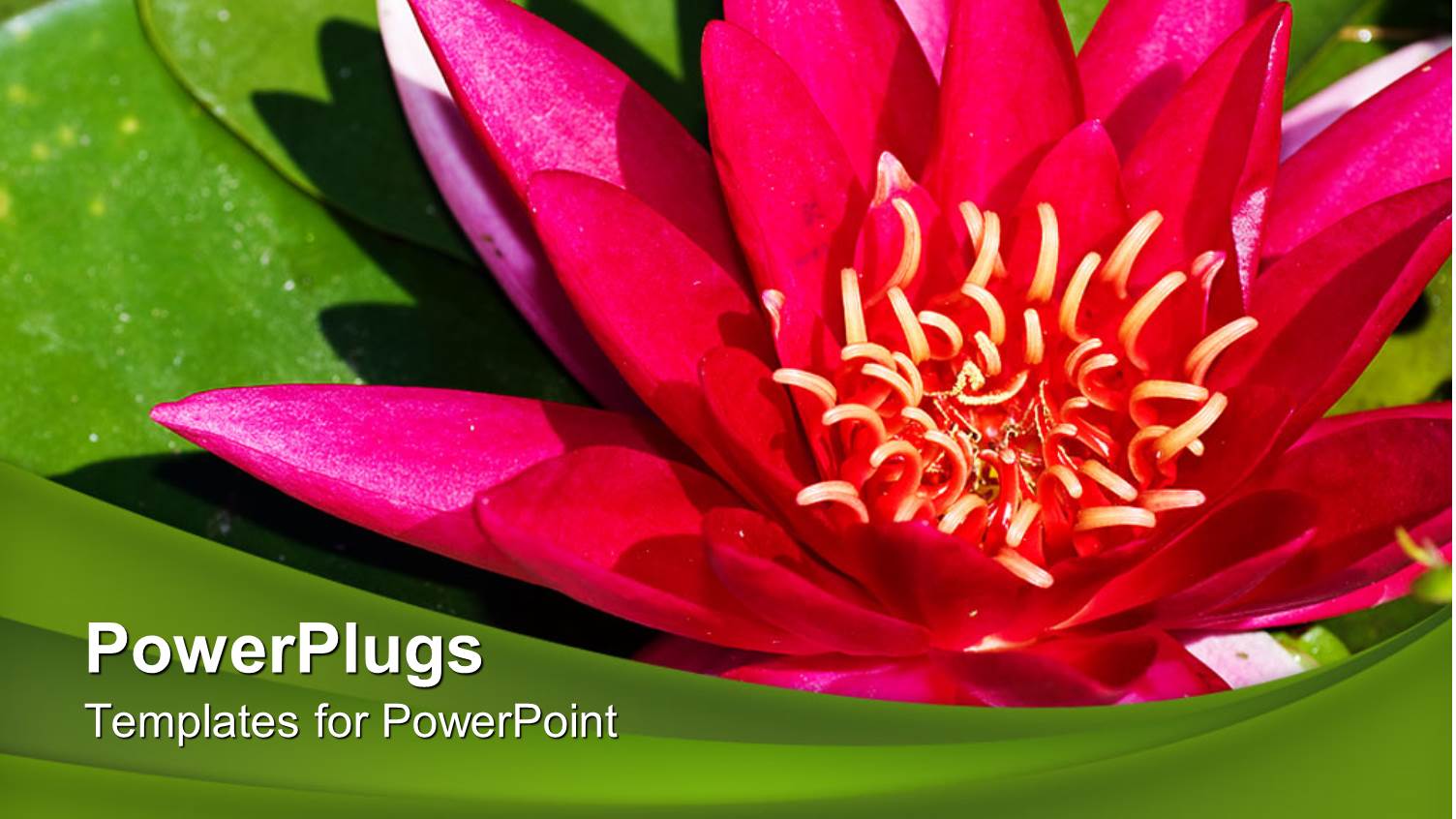 Beautiful Pink Colored Flower with Green Leaves