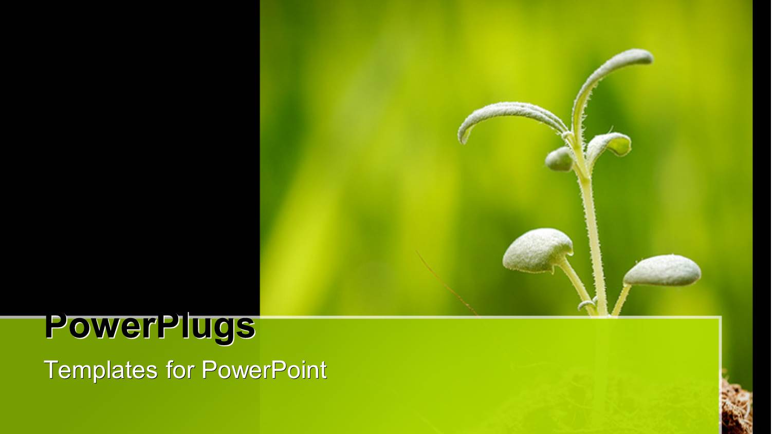 a Beautiful Plant with Blurred Background