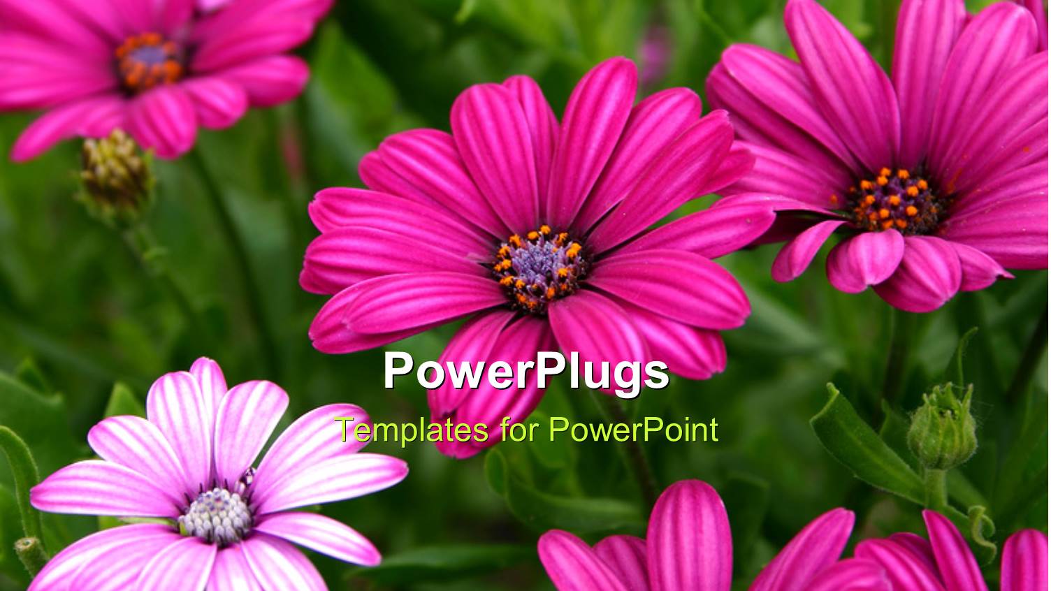 Beautiful Purple Daisy Flowers Blossom with Green Leaves