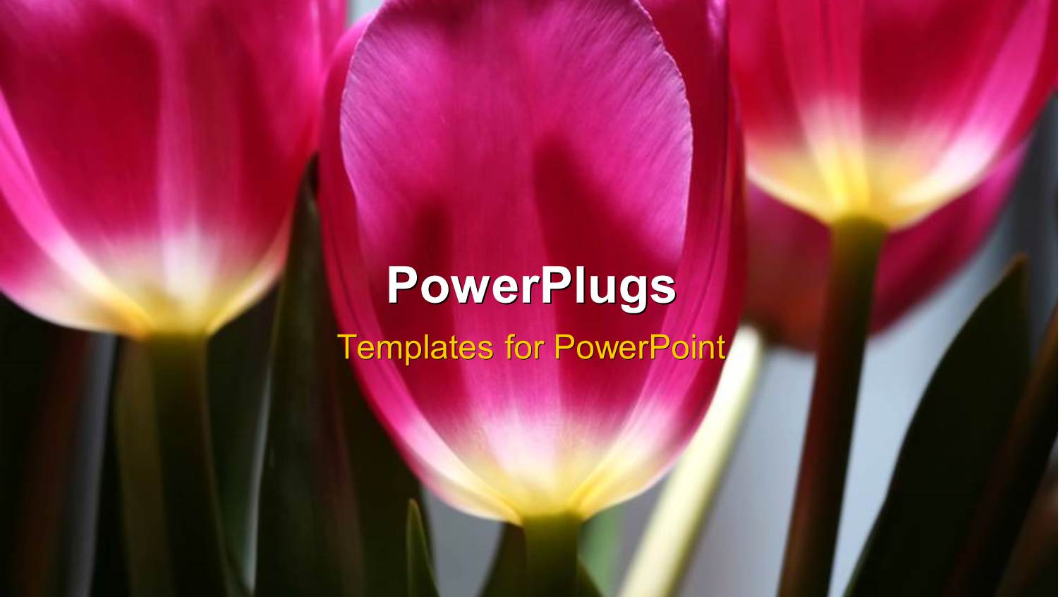 Beautiful Purple and White Colored Tulips Flourishing in Garden