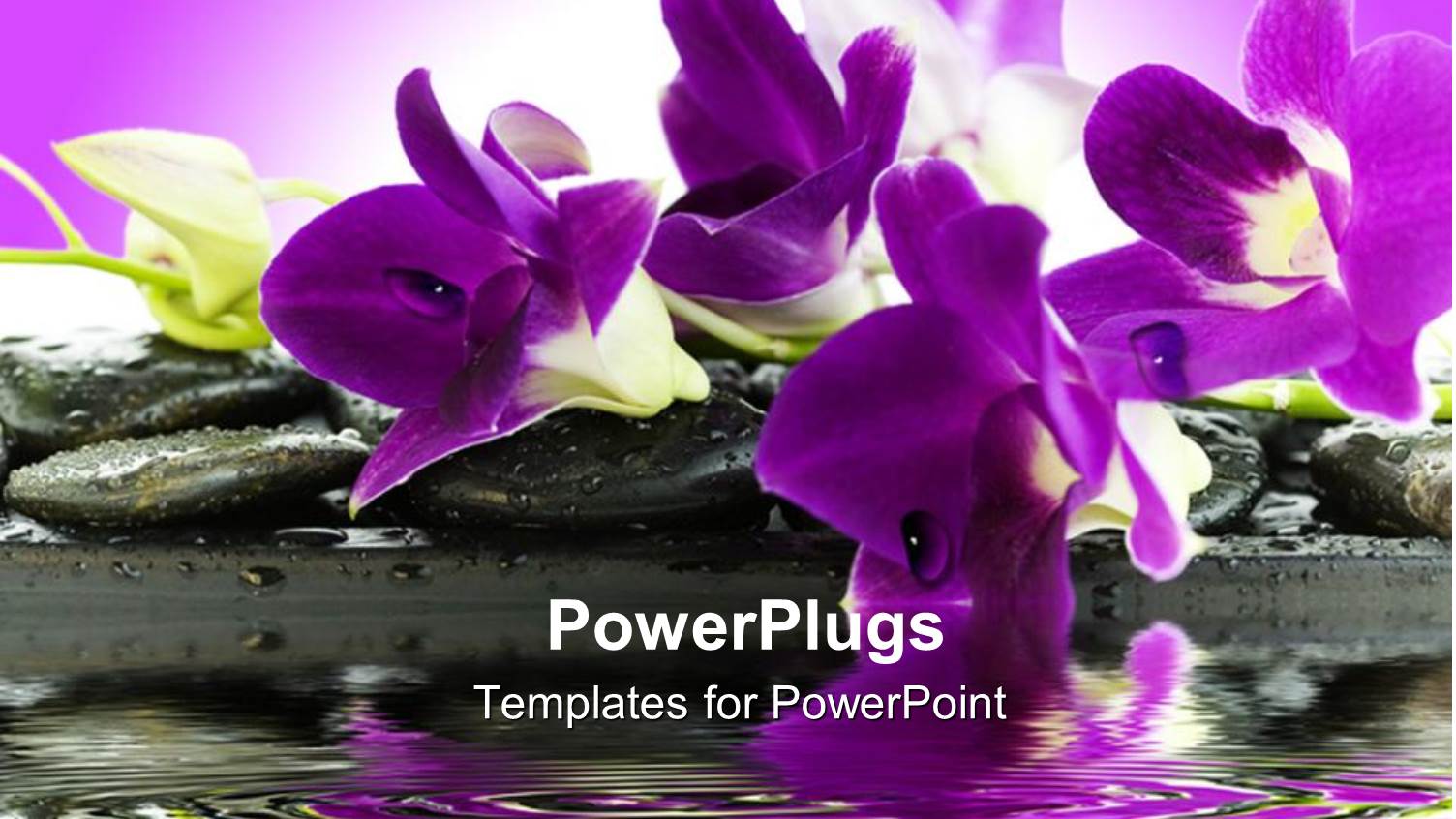 Beautiful  Purple and White Orchids on Rocks by a Pond with Purple Background Orchid Scent