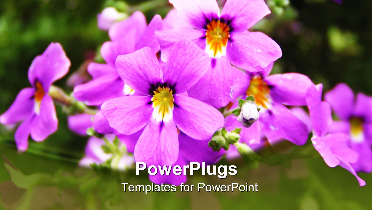 Beautiful Purple and Yellow Flowers with Blurry Green Background
